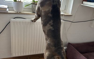 Hochsensibilität ist eine Gabe