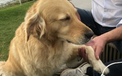 Wozu ist eine tiergestützte Mediation?