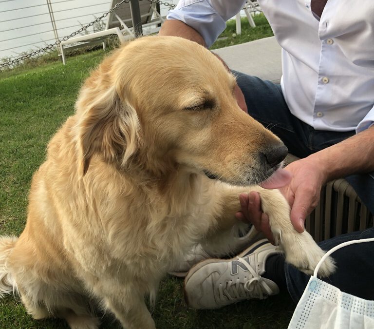 Wozu ist eine tiergestützte Mediation?