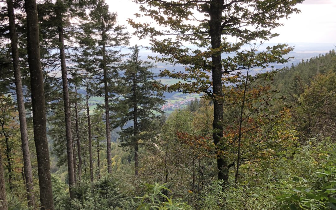 Resilienz im Unternehmen fördern? Die verkannte Chance?