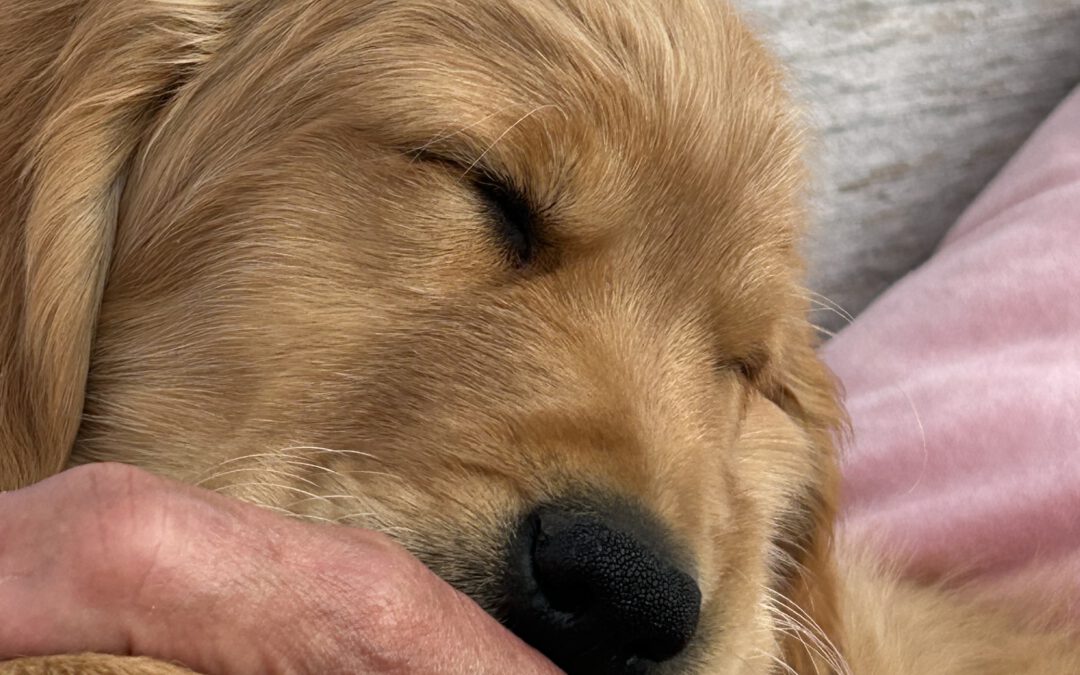 Psychologische Sicherheit geben