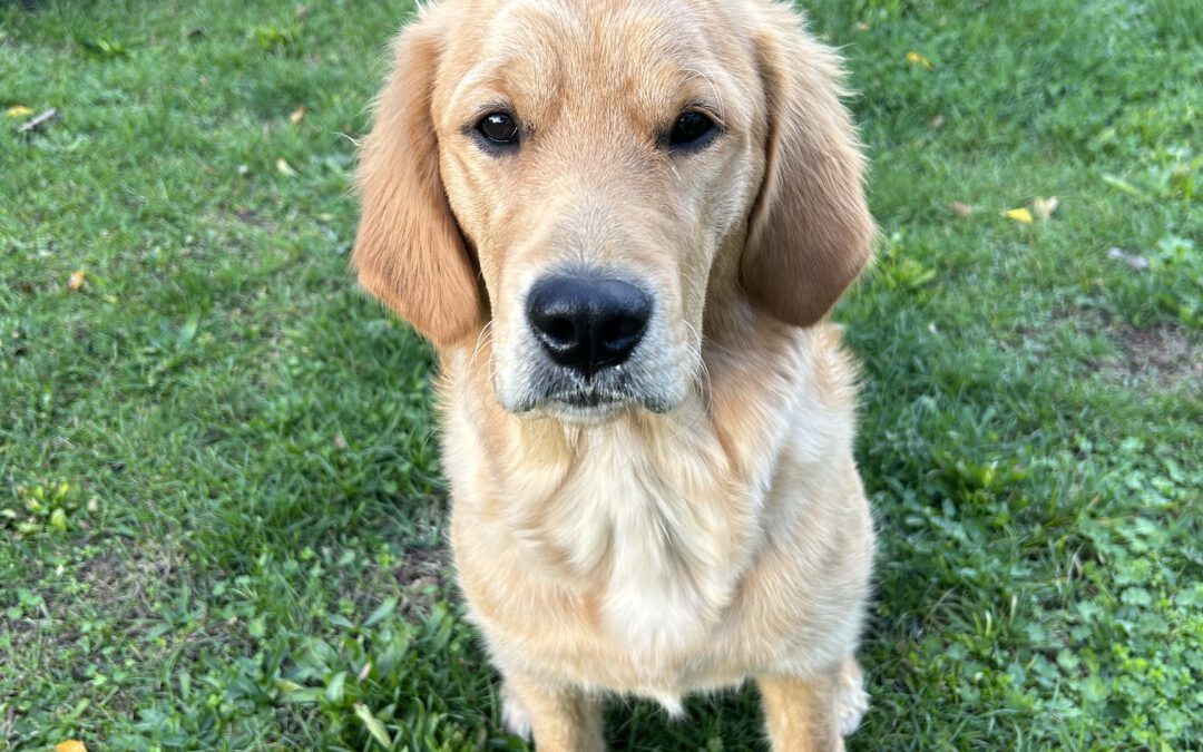 Wozu ist eine tiergestützte Mediation? Sissi ist bereit!