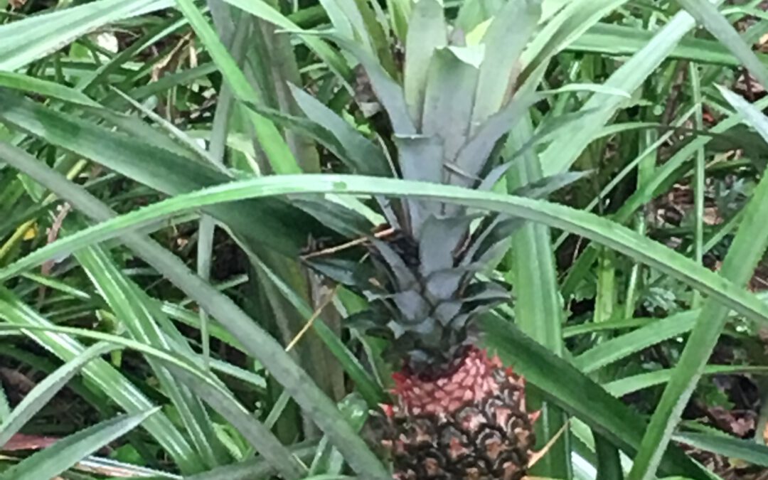 Mediationsvereinbarung liegt vor –  Führungskraft blockiert: Was nun?