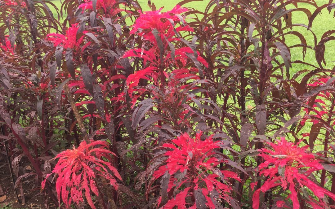 Selbstregulation: Wie regulierst du deine Wut?