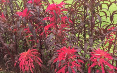 Selbstregulation: Wie regulierst du deine Wut?