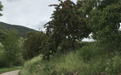 Die Vorteile der Mediation gegenüber einem Gerichtsprozess