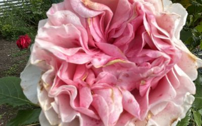 Die Narben unsichtbarer Gewalt: Auswirkungen einer Erziehung durch Bedrohung, Erpressung und Bestechung