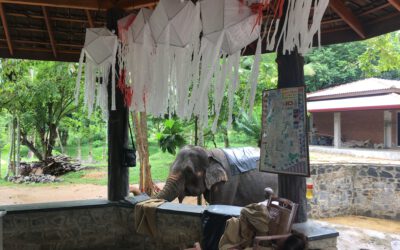 Hilft einer Führungskraft eigentlich Reflexion? (Und wie!)